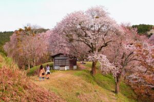 Yoshino Cherry Blossom Paradise